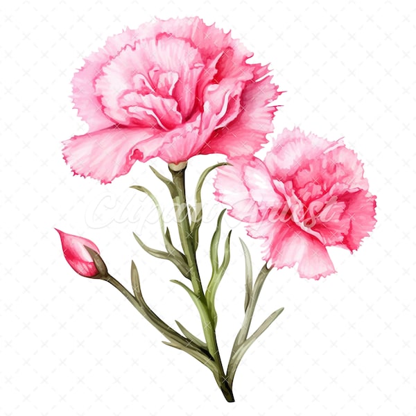 20 High-Quality Pink Carnation Clipart - Pink carnation digital watercolor JPG instant download for commercial use - Digital download