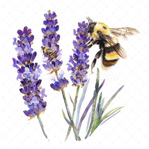 May include: Watercolor painting of lavender flowers with a bumblebee pollinating. The flowers are purple and the leaves are green. The bumblebee is yellow and black.