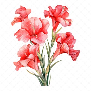 20 High-Quality Gladioli Clipart - Gladioli flowers digital watercolor JPG instant download for commercial use - Digital download
