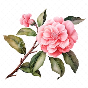 19 High-Quality Camellia Clipart - Camellia flower digital watercolor JPG instant download for commercial use - Digital download