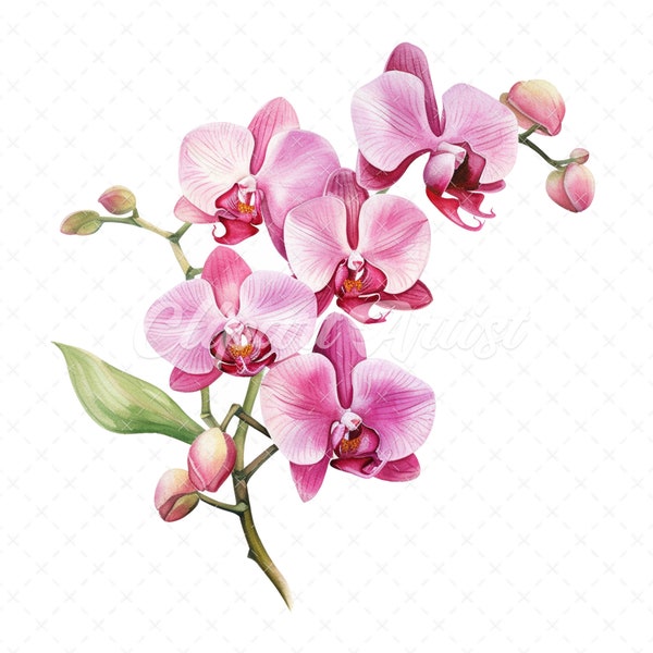 20 High-Quality Pink Orchid Boutique Clipart - Orchid boutique digital watercolor JPG instant download for commercial use - Digital download