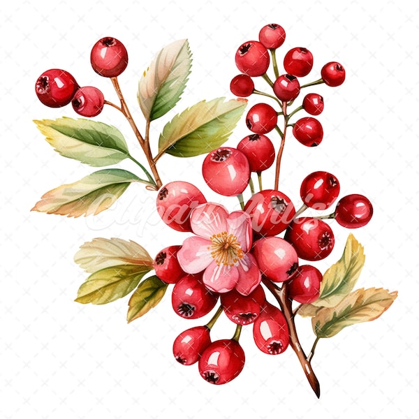 20 High-Quality Cranberry Clipart - Cranberry digital watercolor JPG instant download for commercial use - Digital download