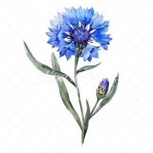 19 High-Quality Cornflower Clipart - Cornflower flowers watercolor JPG instant download for commercial use - Digital download