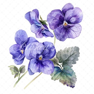 May include: Watercolor painting of purple pansies with green leaves. The pansies have a delicate, watercolor look and are arranged in a cluster.