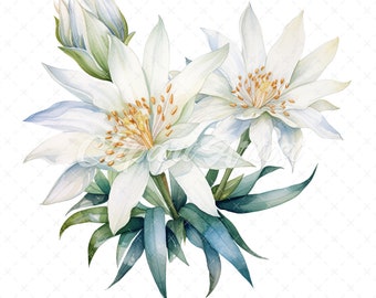 20 High-Quality Edelweiss Clipart - Edelweiss flowers digital watercolor JPG instant download for commercial use - Digital download