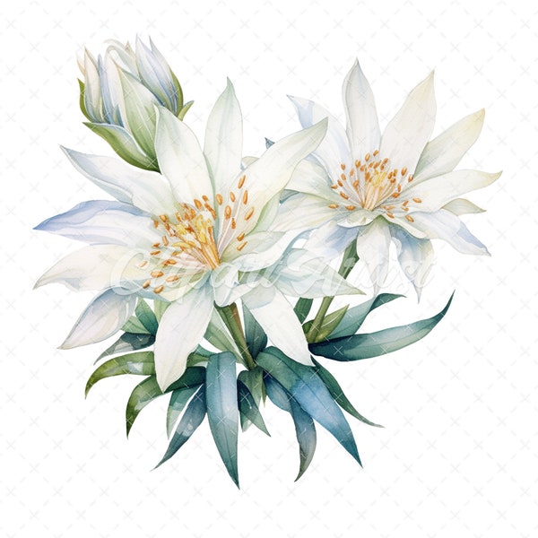 20 High-Quality Edelweiss Clipart - Edelweiss flowers digital watercolor JPG instant download for commercial use - Digital download