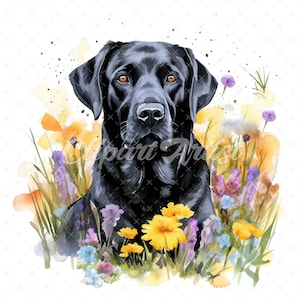 20 High-Quality Black Labrador Clipart - Black labrador digital watercolor JPG instant download for commercial use - Digital download