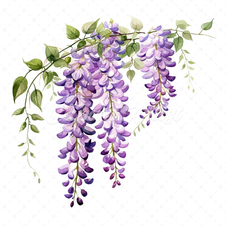 20 Highquality Wisteria Flower Clipart Wisteria Flower Digital