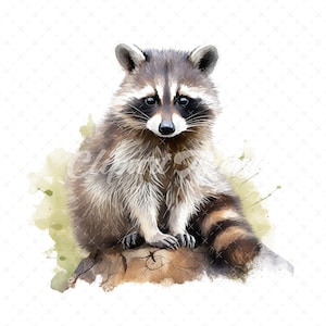 20 High-Quality Raccoon Clipart - Raccoon digital watercolor JPG instant download for commercial use - Digital download