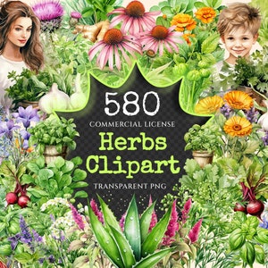 Herbs Watercolor Clipart Bundle - 575+ transparent PNG, Herbal plant graphics, Medicinal culinary images, Commercial use, Digital download
