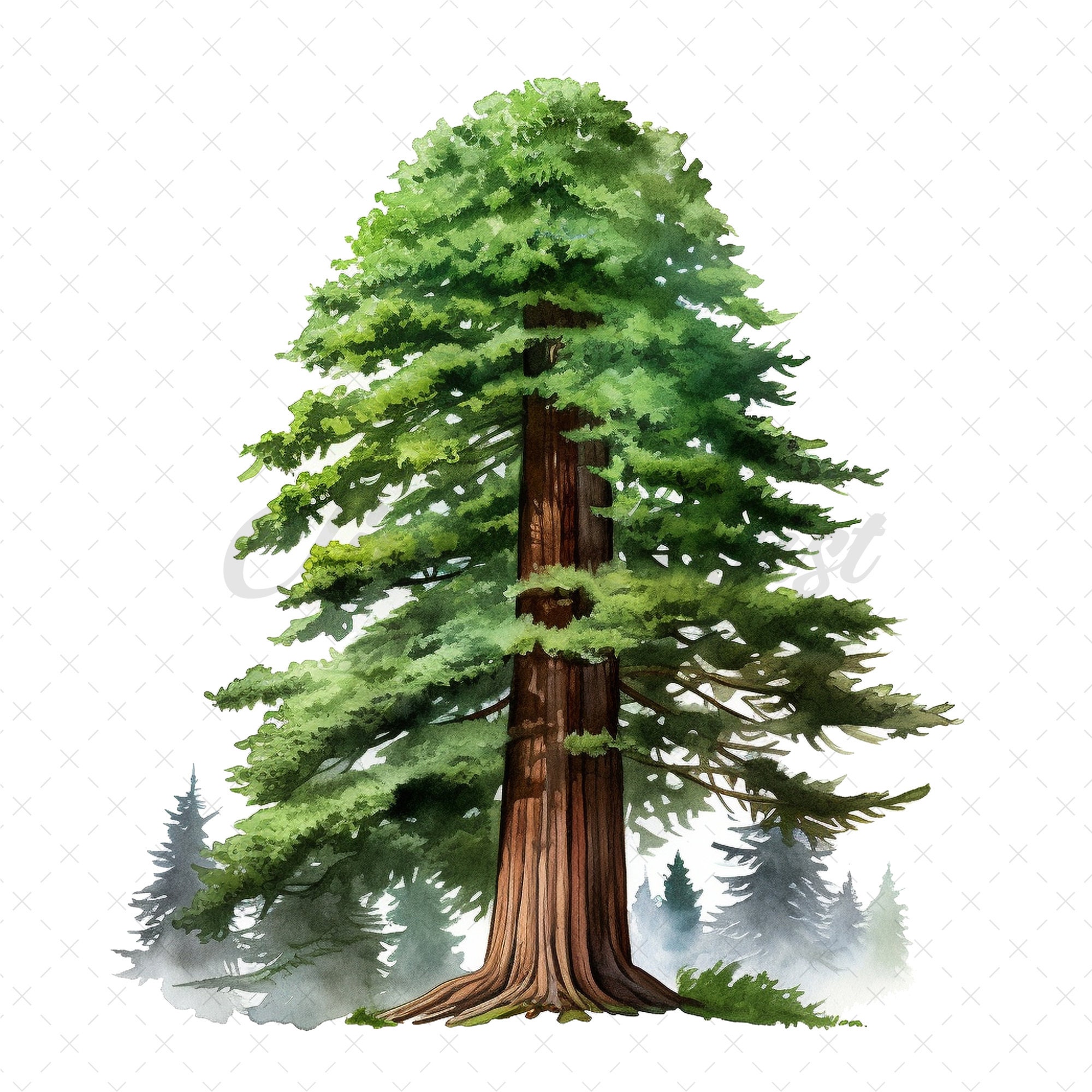 23 High-quality Redwood Trees Clipart Redwood Trees Digital Watercolor ...