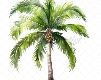May include: Watercolor illustration of a palm tree with lush green fronds and a brown trunk. The tree features a cluster of brown fruit near the top. The artwork is set against a white background, suggesting a tropical theme.