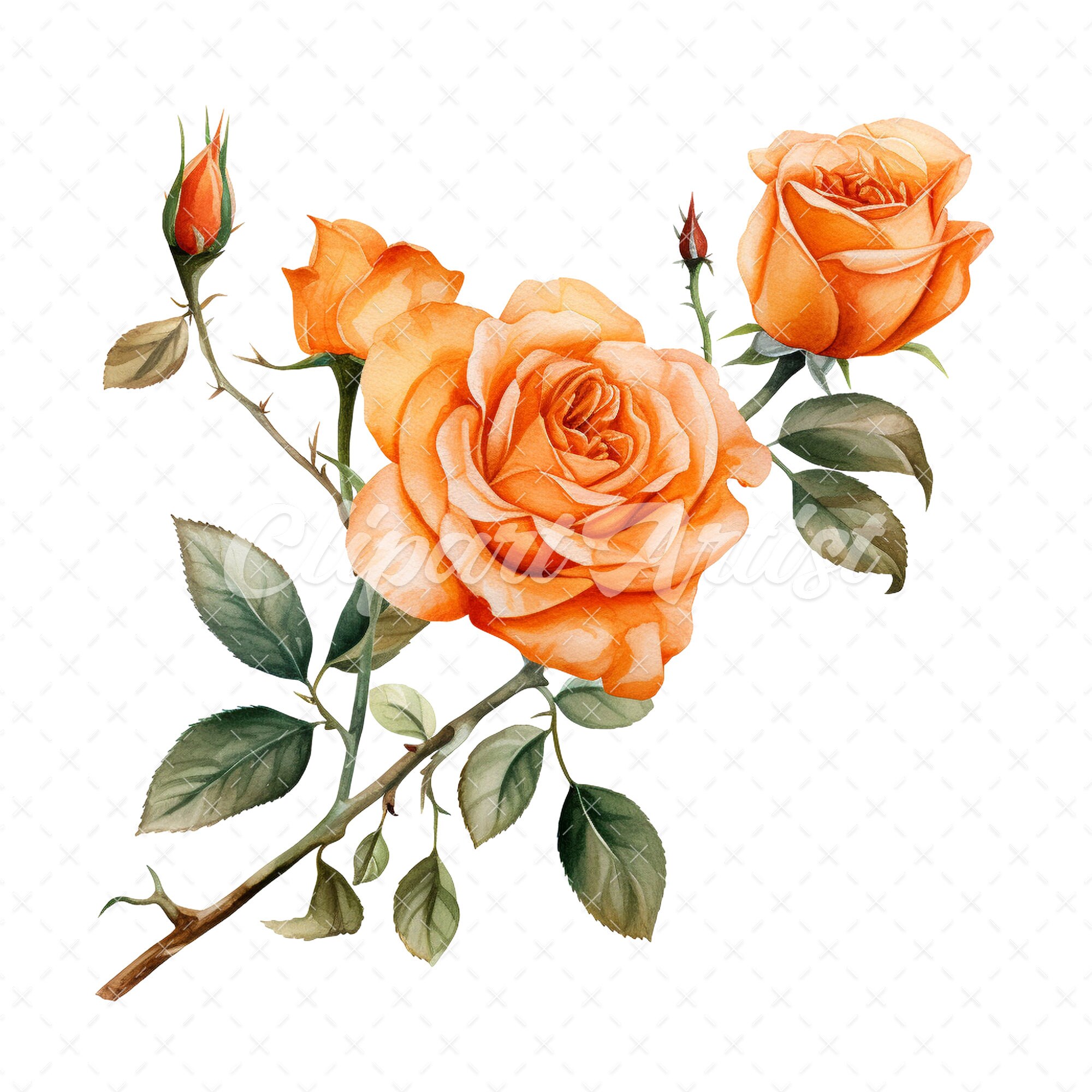 20 Highquality Orange Rose Clipart Orange Rose Digital Watercolor JPG