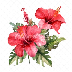 20 High-Quality Hibiscus Plant Clipart - Hibiscus plant digital watercolor JPG instant download for commercial use - Digital download