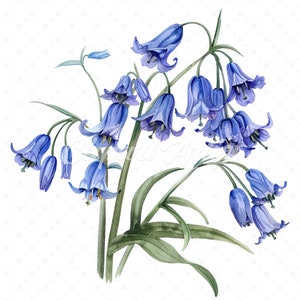 21 High-Quality Bluebells Clipart - Bluebells flowers digital watercolor JPG instant download for commercial use - Digital download