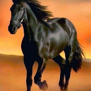 Digital image beautiful black horse