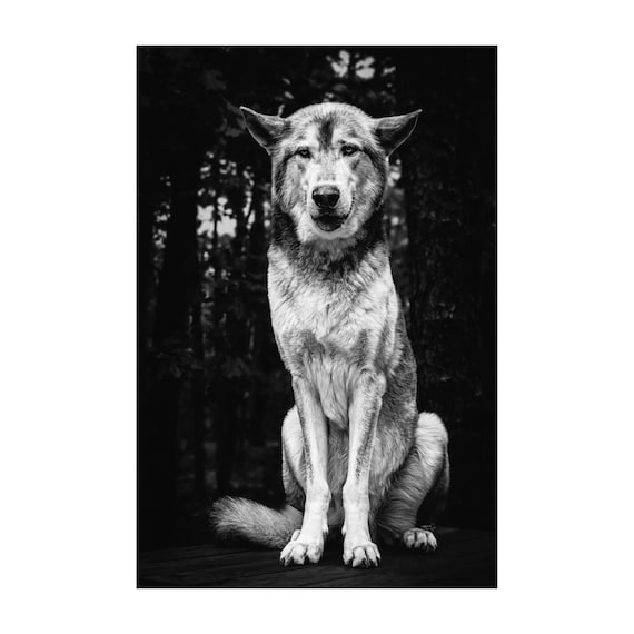 Monochrome Wolf Portrait Print: Fine Art Wildlife Decor