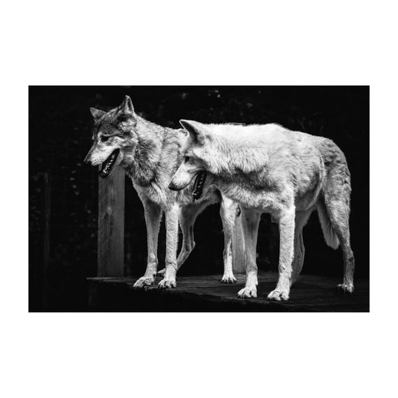 Black and White Wolf Fine Art Print: Rustic Cabin Wall Decor