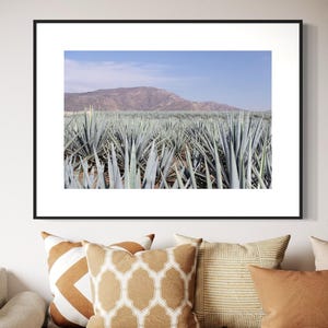 Campo de Agave in Jalisco - Impresión der Arte de Pared der Naturaleza Mexicana Inmersiva - Decoracion Moderna de México - Poster