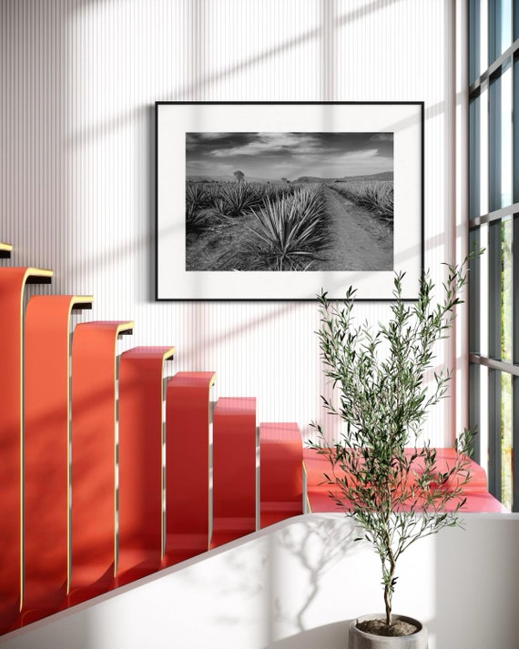 Monochrome Agave Field Art Print, Scenic Landscape Wall Art from Jalisco Mexico, Black and White Home Decor, Rustic Farmhouse Poster