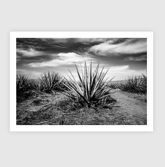 Fine Art Print - Agave Plant Black and White Blue  Wall Art - Jalisco, Mexico Landscape - Tequila Bar Rustic Wall Art Home Décor