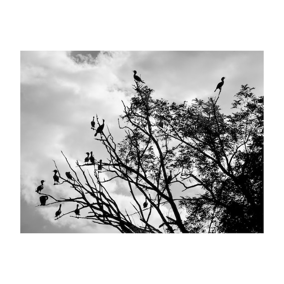 Fine Art Print - Black and White Bird Duck Silhouette Wall Art, Tree Branches landscape decor,  minimalist decor, nature lovers gift, modern