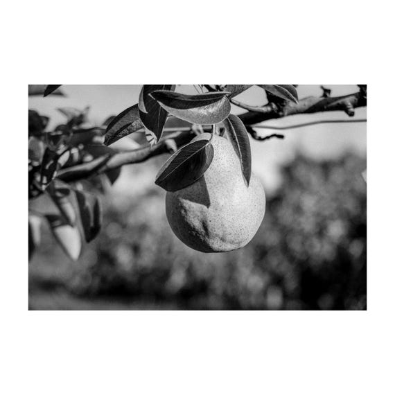 Fine Art print -  Pear on Tree Branch Black and White Wall Art, Kitchen Decor, Dining room, farm house poster, gift ideas, housewarming, art