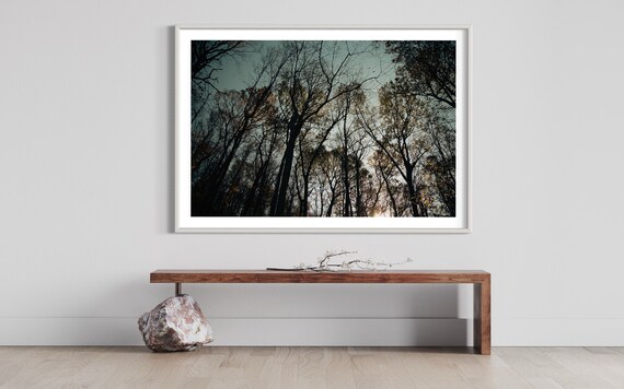 Twilight Canopy - Sunset Through Autumn Trees - Enchanted Forest Photography Print Wall Art Poster Decor