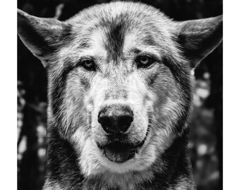 Monochrome Wolf Portrait Fine Art Print: Rustic Lodge Wall Decor