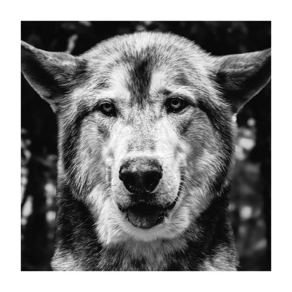 Monochrome Wolf Portrait Fine Art Print: Rustic Lodge Wall Decor