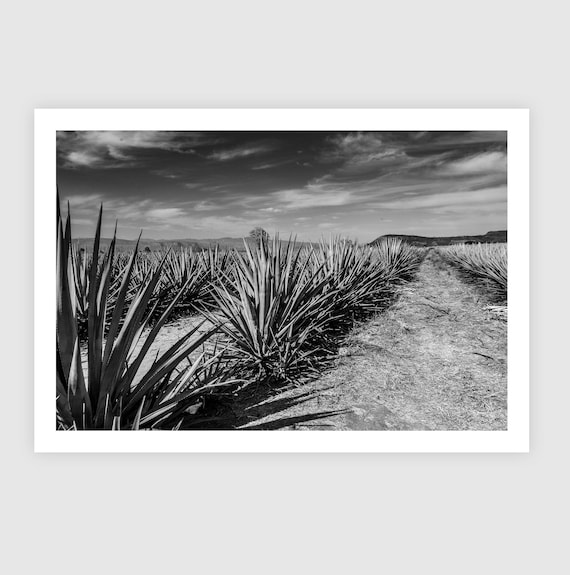 Fine Art Print - Blue Agave Field Black and White Wall Art - Jalisco, Mexico Landscape - Tequila Bar Rustic Home Decor, Housewarming Gift