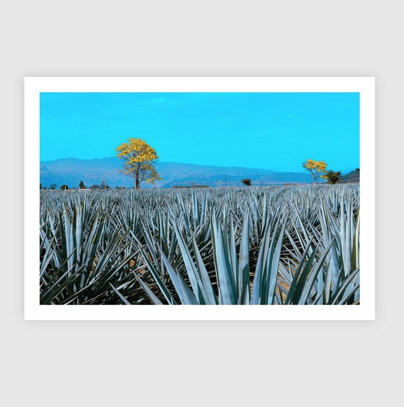 Fine Art Print - Blue Agave Field with Golden Tree Wall Decor - Jalisco, Mexico Wall Art, Tequila Art, Bar decor, Mexican Culture