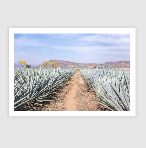 Agave Field Landscape Print – Jalisco Mexico, Tropical Wall Art