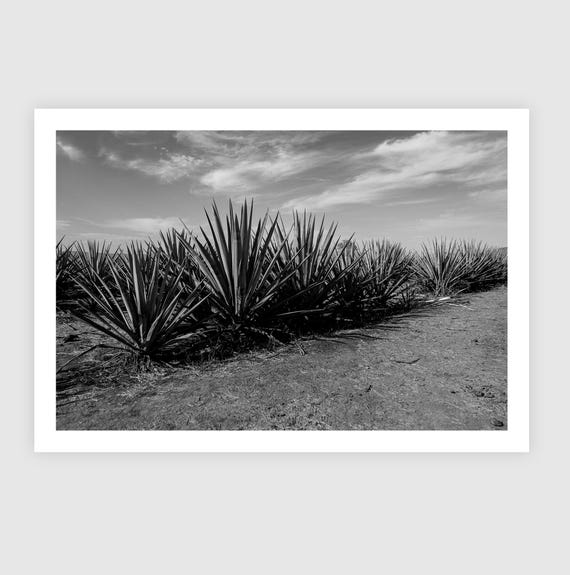 Black and White Agave Field Print – Minimalist Mexico Landscape