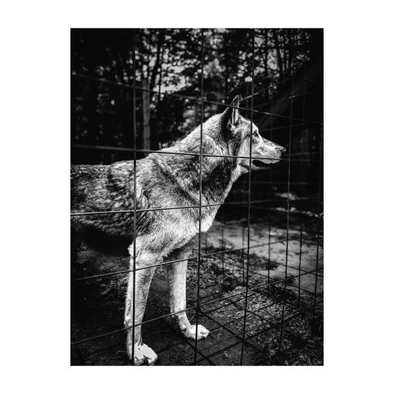 Monochrome Wolf Fine Art Print: Emotional Wildlife Photography