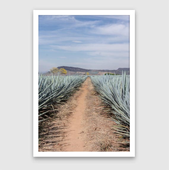 Fine Art Print - AGAVE HIGHWAY - Immersive Jalisco Mexican Nature Wall Art Print - Mexico Modern Decor Landscape Poster