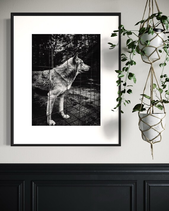Fine Art Print - Wolf Monochrome Wall Art, Emotional Wildlife Photography for Rustic, Moody, or Masculine Interior Decor | Gil Stunner