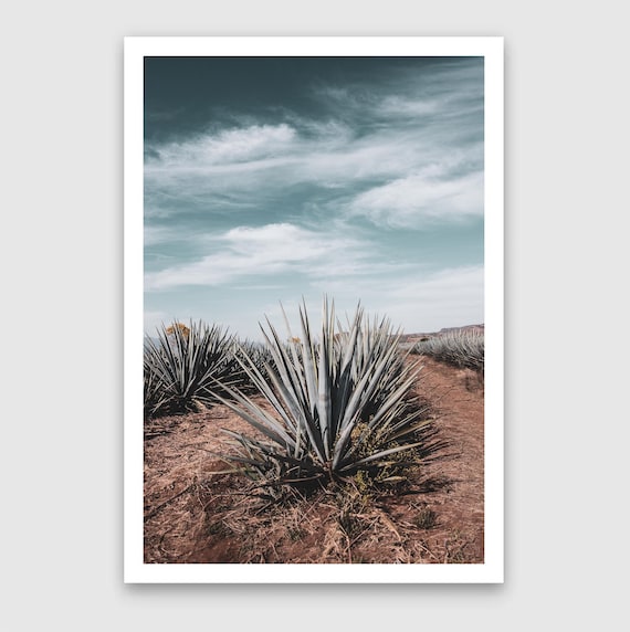 Fine Art Print - Jalisco Mexico Blue Agave Tequila Plant Landscape Wall Art, Mexican Nature for Bar, Living Room, Housewarming Gift Decor,