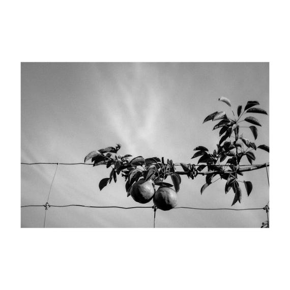 Fine Art Print - Pear Orchard Wall Art Print, Vintage Wall Decor with Rustic Charm - Farmhouse Decor, Poster - Kitchen, Dining Room, Gift