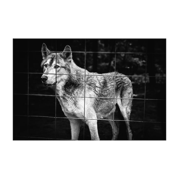 Fine Art Monochrome Wolf Photography Print | Black and White Wildlife Wall Art, Emotional Wolf Portrait, Rustic, Office, Masculine Decor