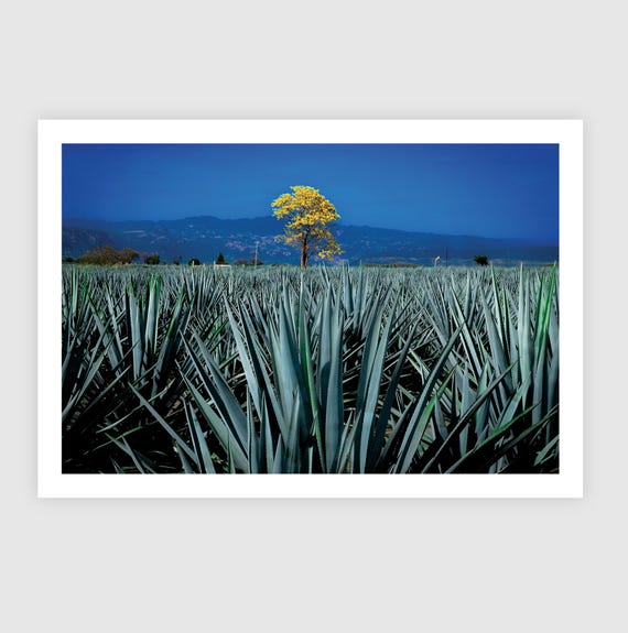 Fine Art Print - Blue Agave Field with Yellow Tree - Jalisco, Mexico Wall Art - Tequila Bar Decor, Mexican decor, Travel Poster, Gil Stunner