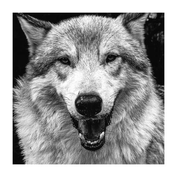 Alpha Wolf Fine Art Print: Black & White Wildlife Photography by Gil Stunner