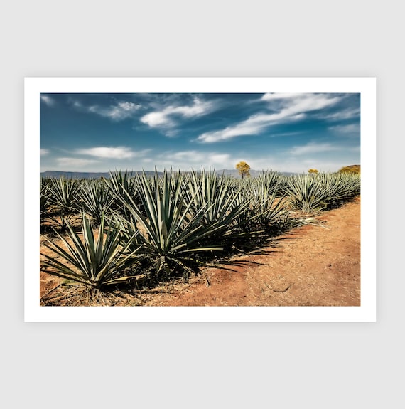 Agave Field Fine Art Print – Jalisco, Mexico Landscape, Bar Decor