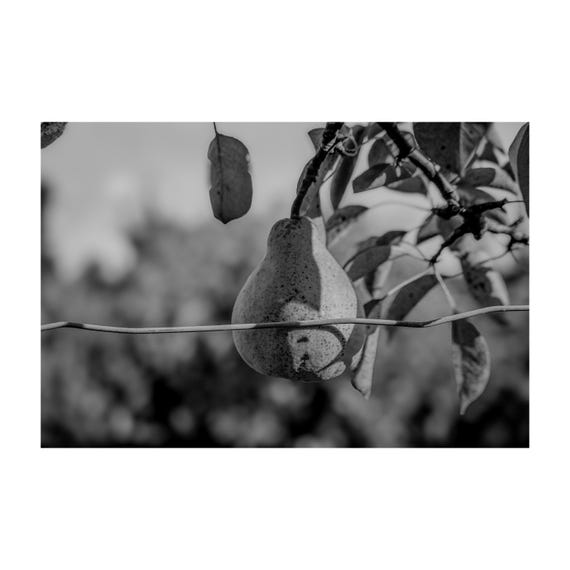Fine Art Print - Fruit Pear Wall Art, Black and White, Dining Room, Kitchen Decor, Vintage Orchard Farmhouse- Housewarming Gift