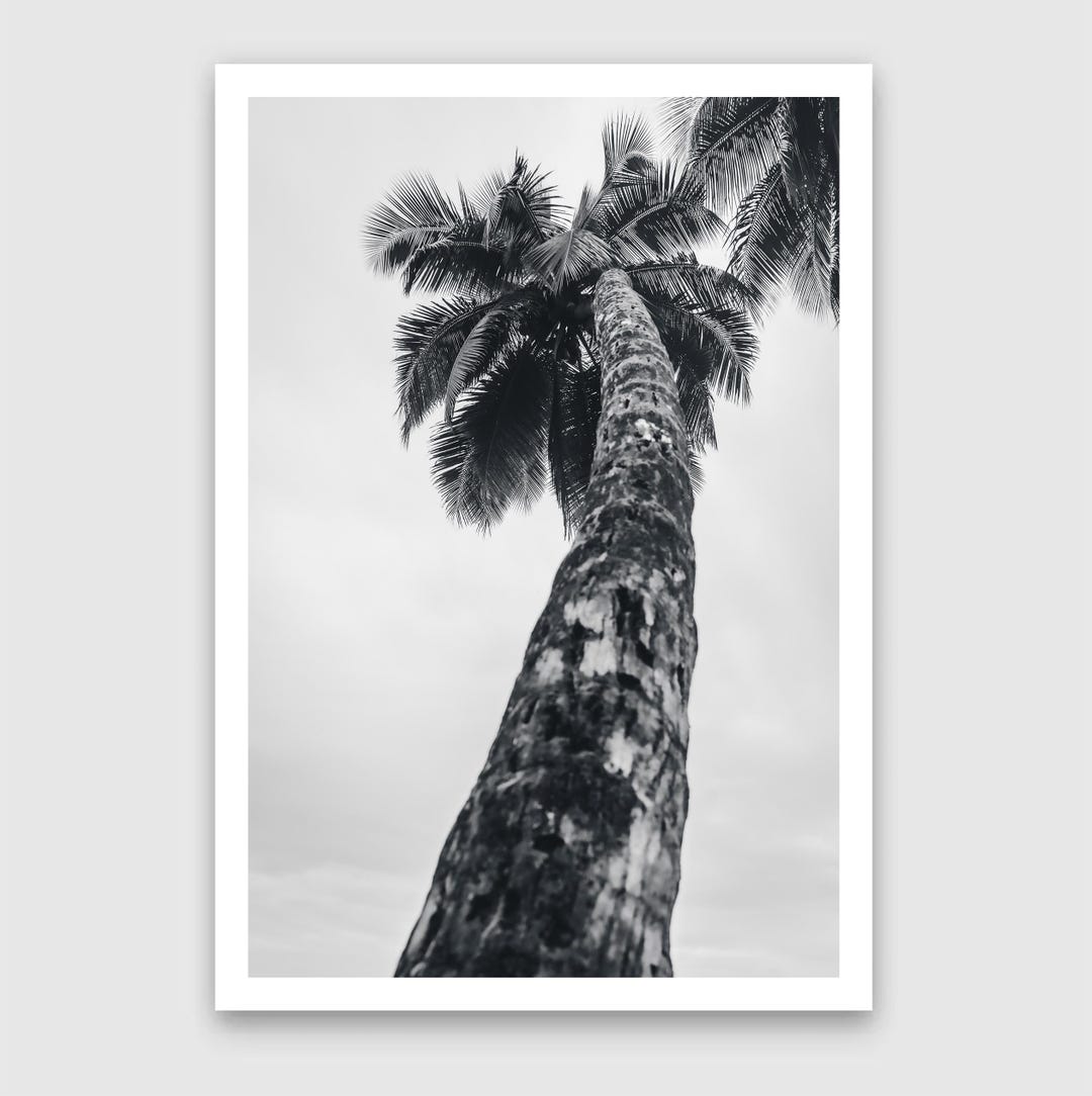 Fine Art Print - Coastal Black and White Palm Tree Wall Art, Tropical ...