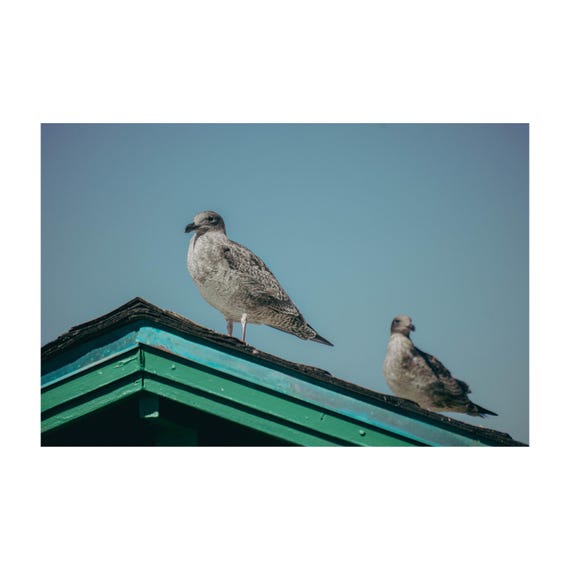 Fine Art Print - Seagulls Coastal Art Print: Teal Roof, Pastel Sky, Ocean View