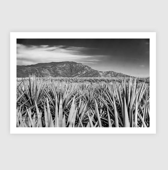 Black and White Agave Field Print – Jalisco Mexico Landscape Wall Art