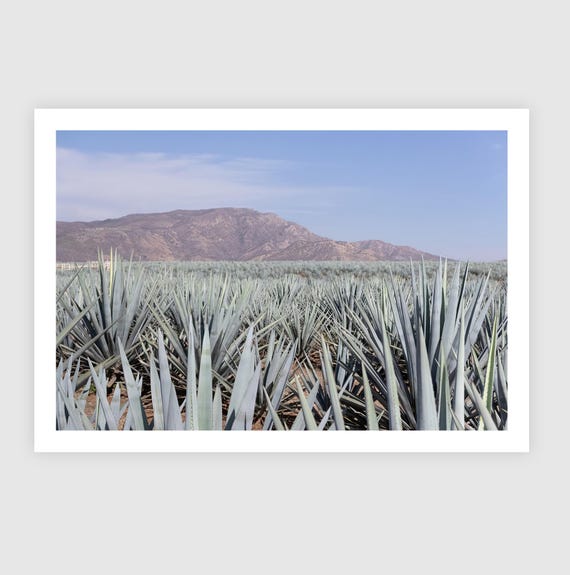 Fine Art Print - Jalisco Agave Tequila Field - Immersive Mexican Nature Wall Art Print - Mexico Modern Decor Landscape Poster