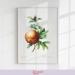 Pomegranate | Vintage Botanical Illustration | Digital Download | Printable Fine Art Print | Gallery Wall Decor Poster