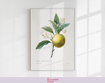 Orange | Vintage Botanical Illustration | Digital Download | Printable Fine Art Print | Gallery Wall Decor Poster
